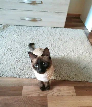 A Siamese Cat sitting on the floor with its sad face