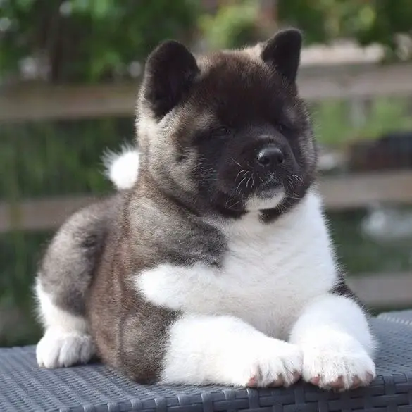 Akita puppy lying on the bench in the garden