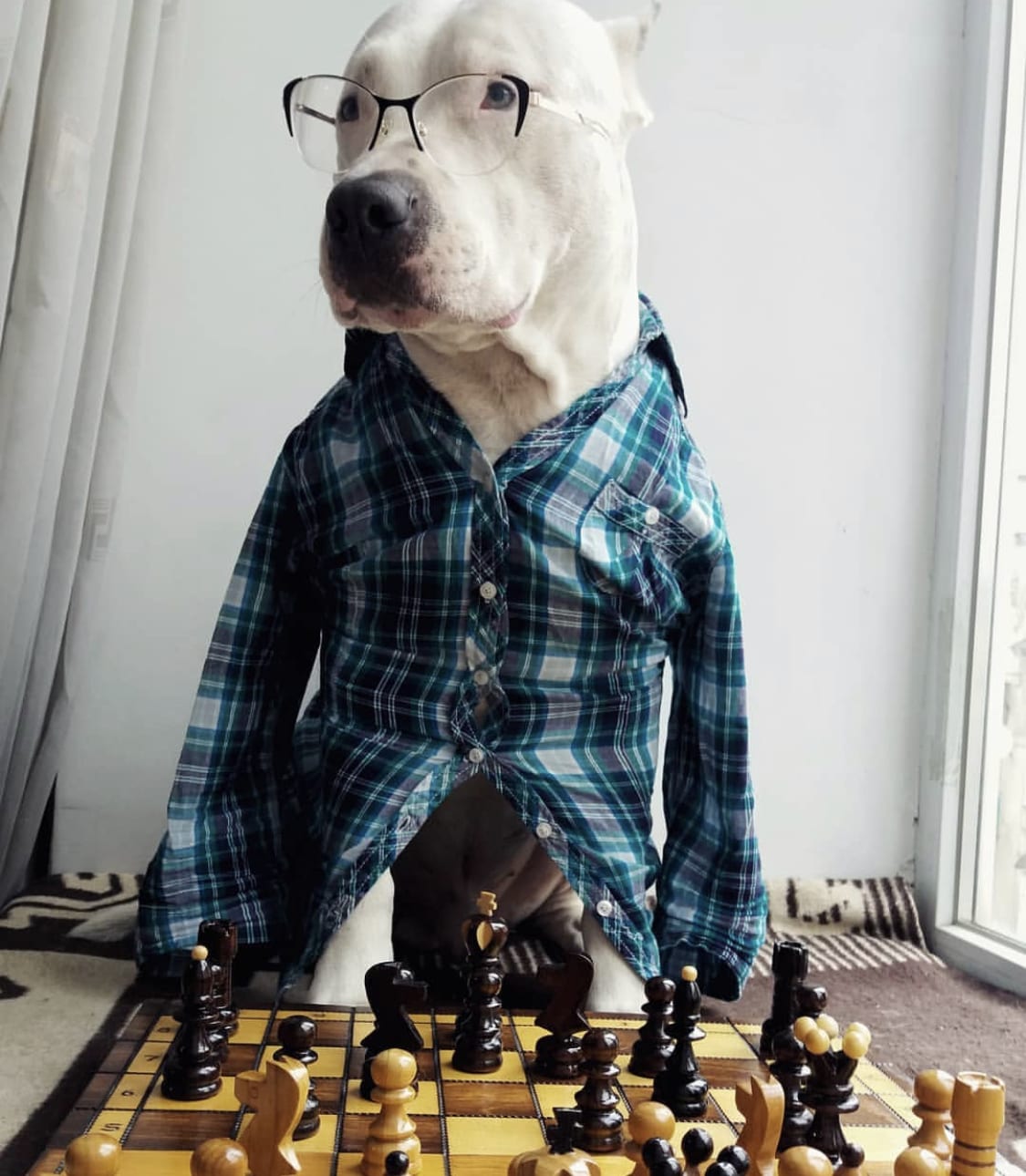 Bull Terrier sitting on across the chess board while wearing a checkered long sleeves