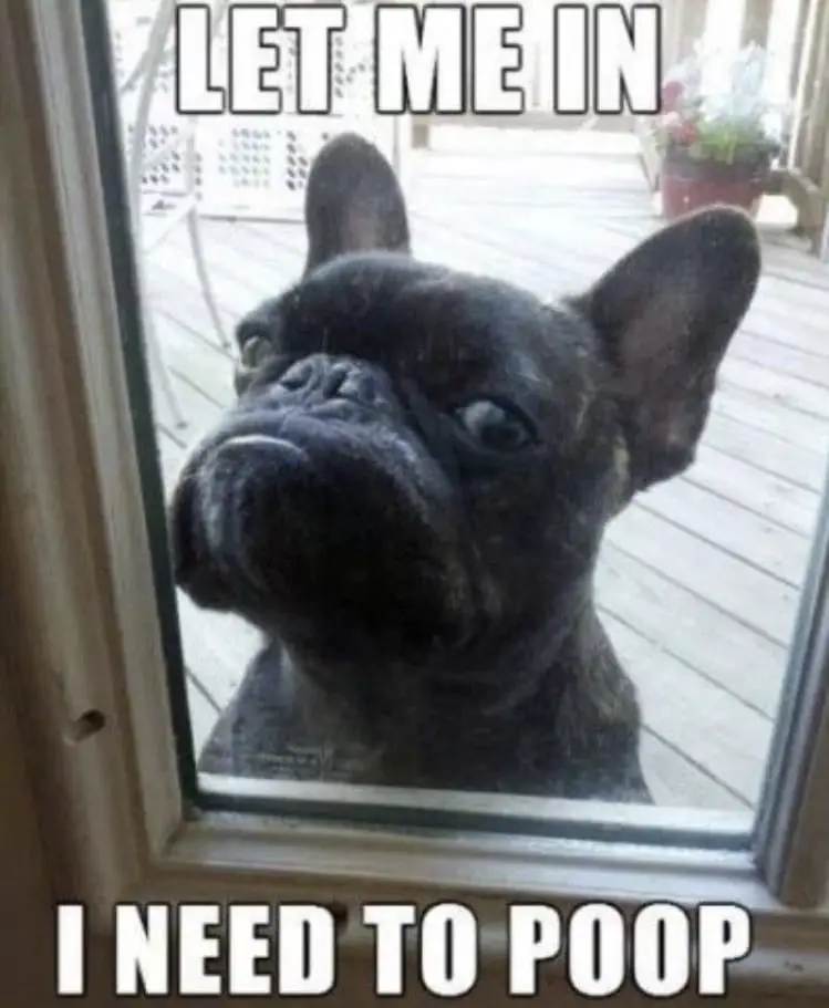 black French Bulldog behind the glass door photo with a text 