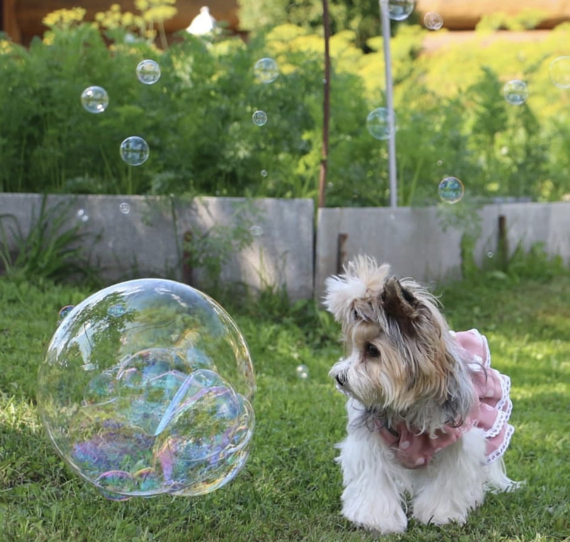 Yorkshire Terrier standing in the green grass while looking at the big bubble next to her