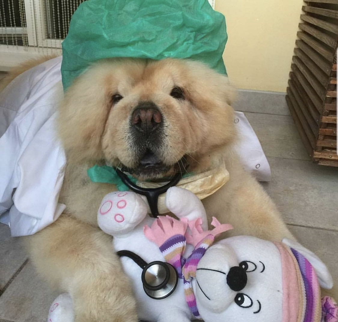 A Chow Chow wearing a doctor outfit while lying on the pavement with its stuffed toy