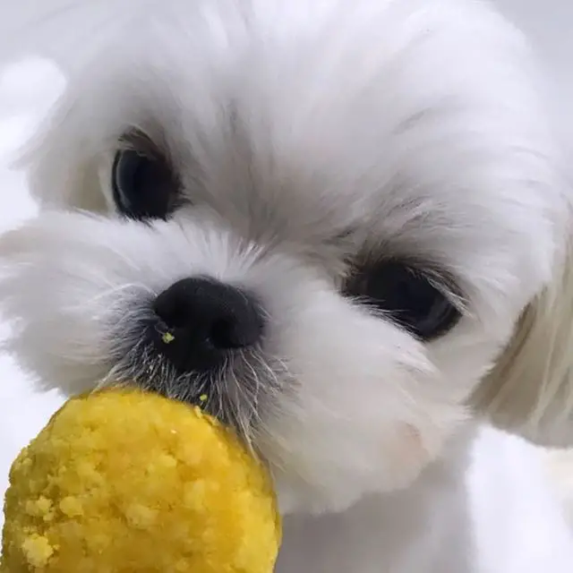 A Maltese eating a treat