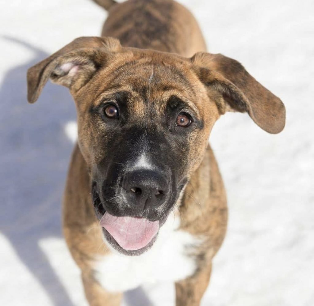 14 Mastiff Mixes All Different Kinds Of Mastiff Perfection! Page 2