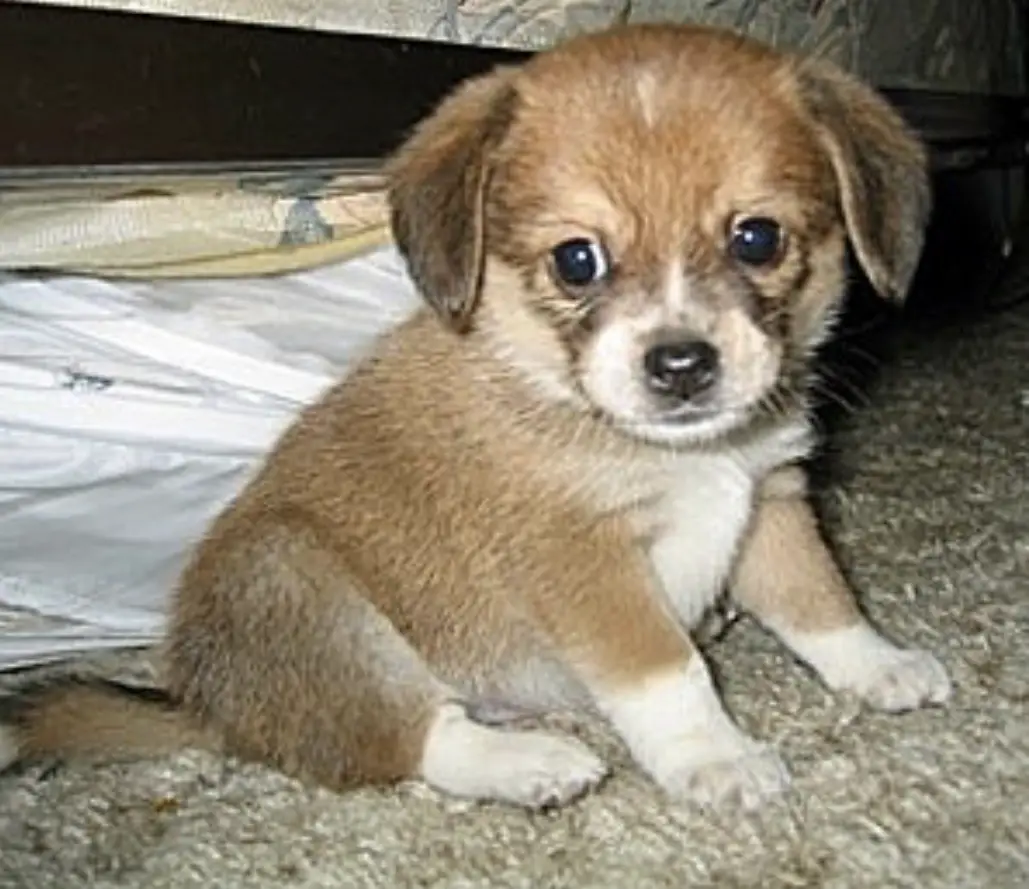 Beagleranian puppy sitting on the carpet