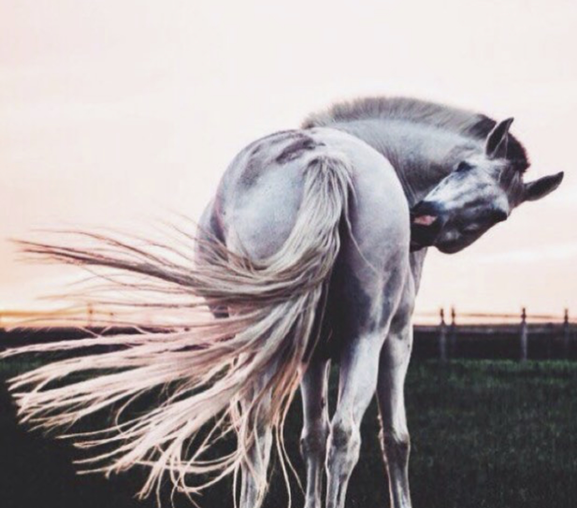 white Horse licking the side of its body