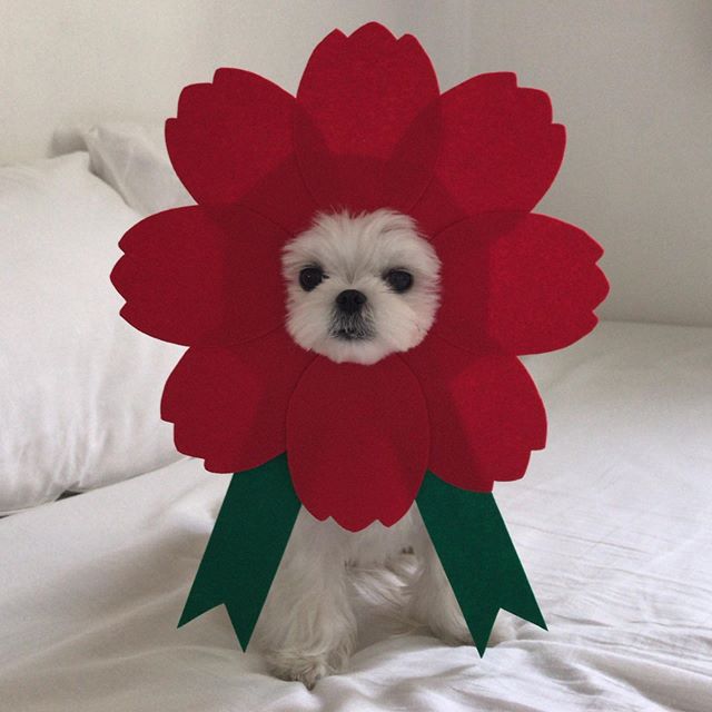A Maltese sitting on top of the bed while wearing a flower head piece