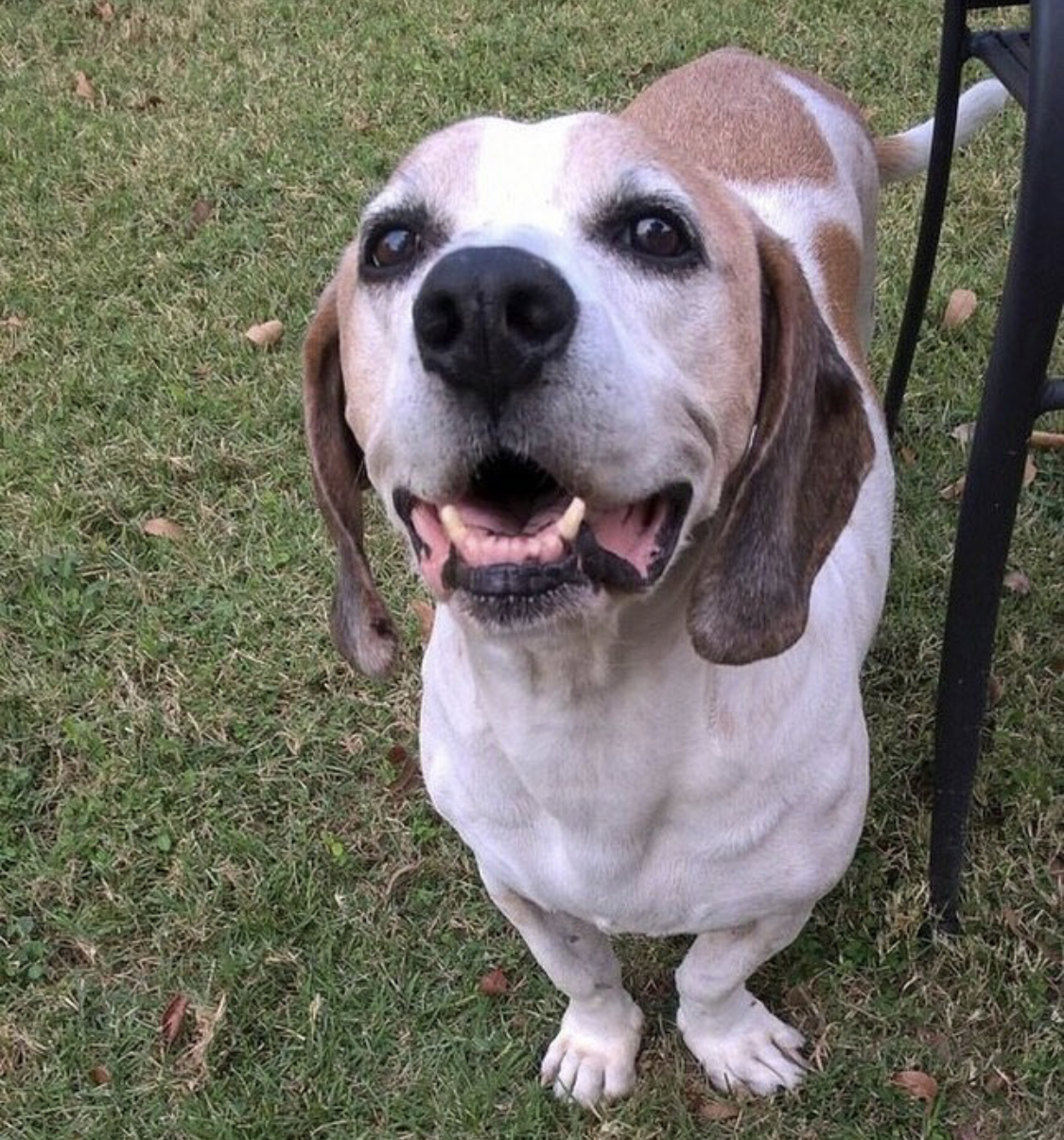Beagle Hound standing on the green grass while looking up and smiling