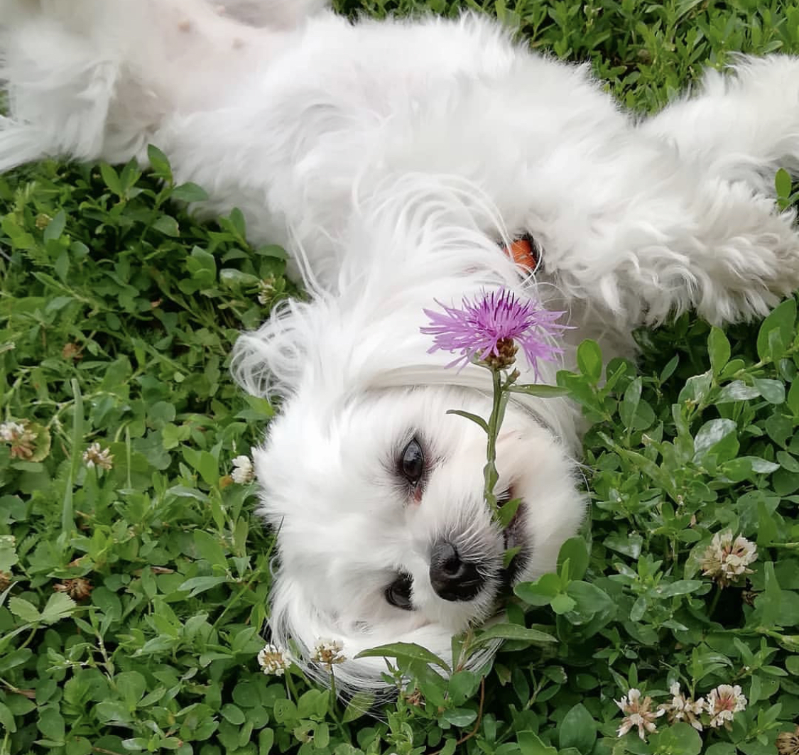A white Maltese lying on the green grass with a piece of purple flower in its mouth