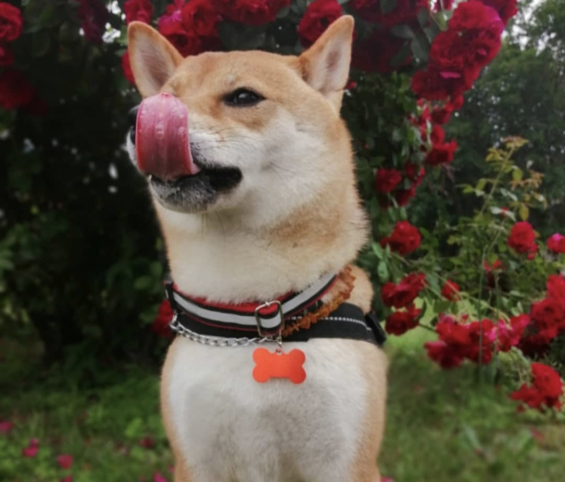 A Shiba Inu with red flowers behind him while licking its mouth