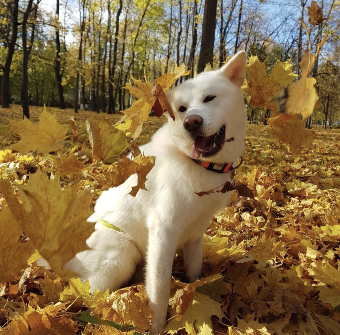 A white Akita sitting in the forest on the dried leaves