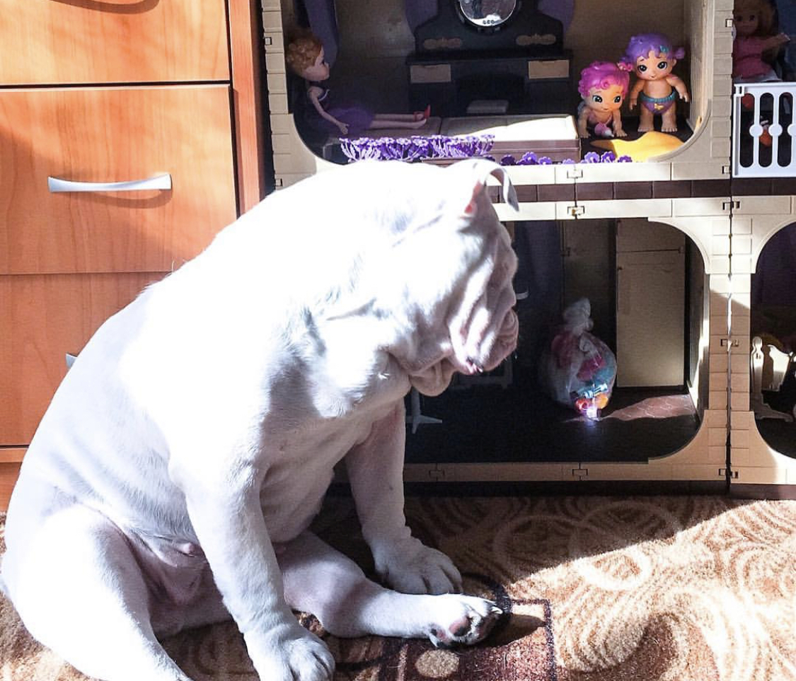 An English Bulldog sitting on the floor while staring at the toys in the cabinet