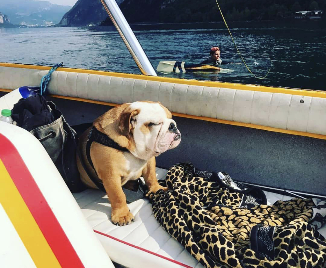 An English Bulldog inside the boat with its eyes closed