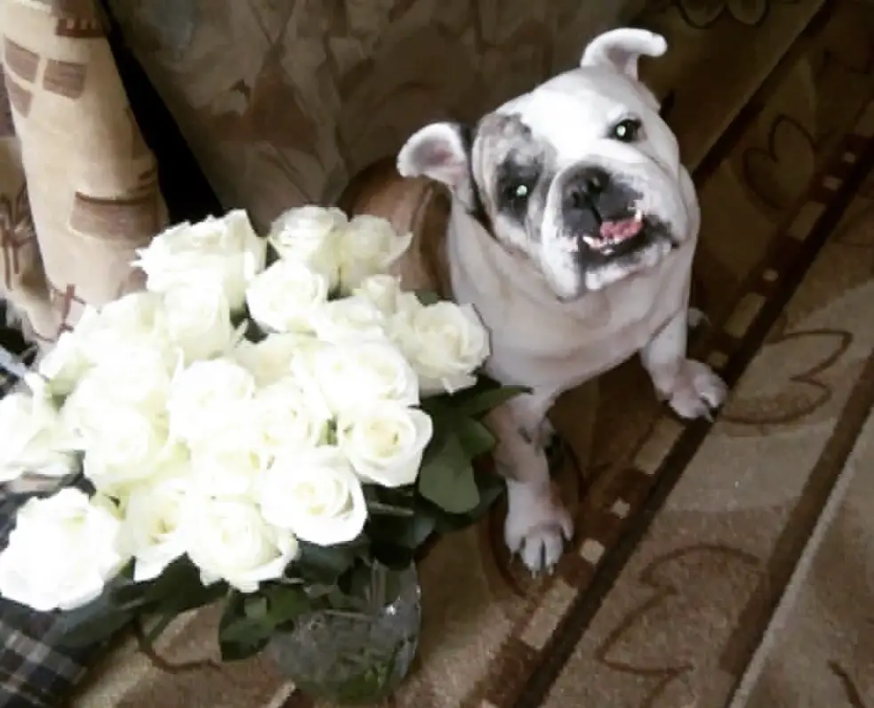 An English Bulldog sitting on the floor next to the white flowers in a vase