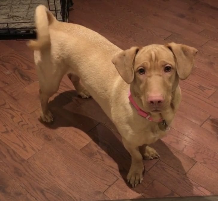 Sharsset Hound standing on the floor with its sad face