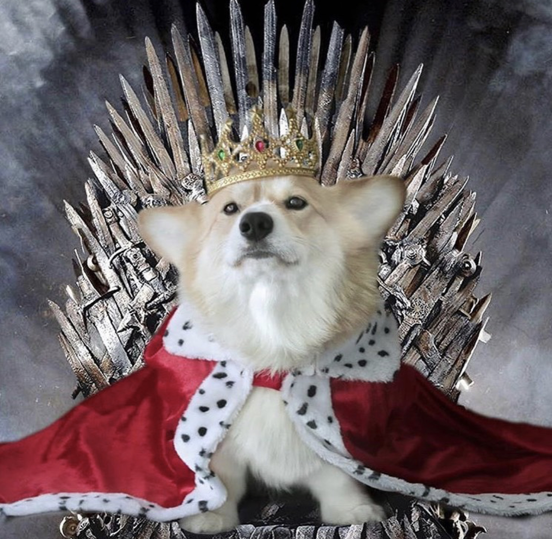 Corgi sitting on a throne wearing a king's outfit