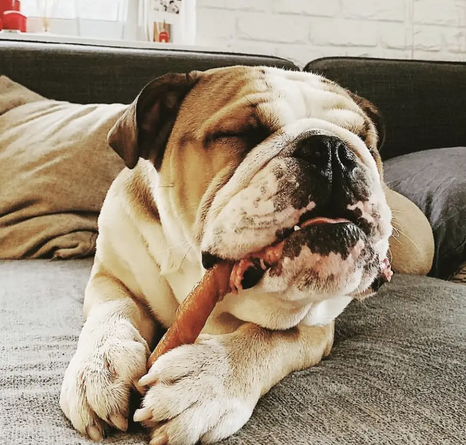 A English Bulldog lying down on the bed while eating its treat