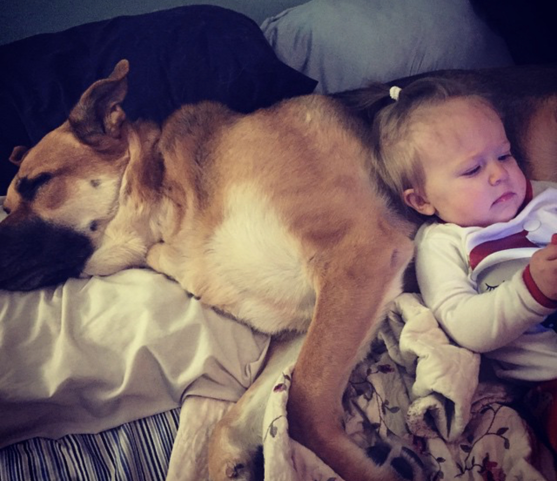 A German Shepherd dog lying on the bed with a kid leaning on its body