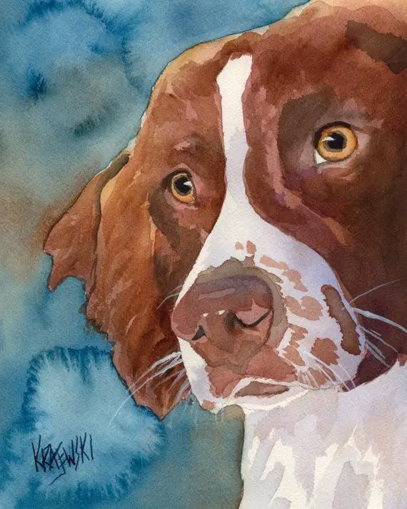 watercolor painting of a Brittany