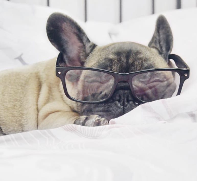 A French Bulldog wearing glasses while sleeping on the bed