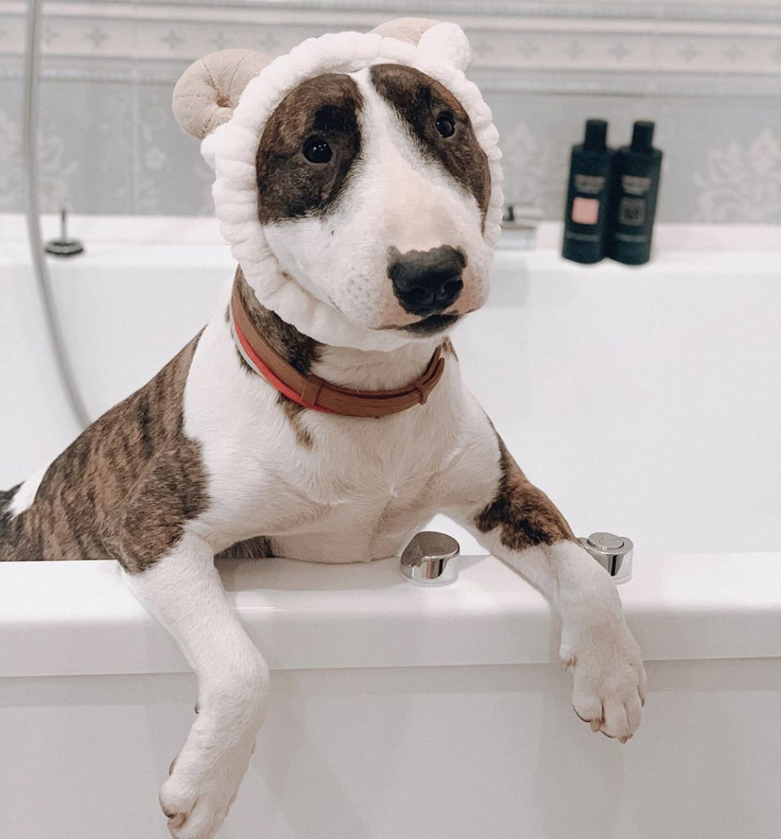 Bull Terrier inside the bath tub