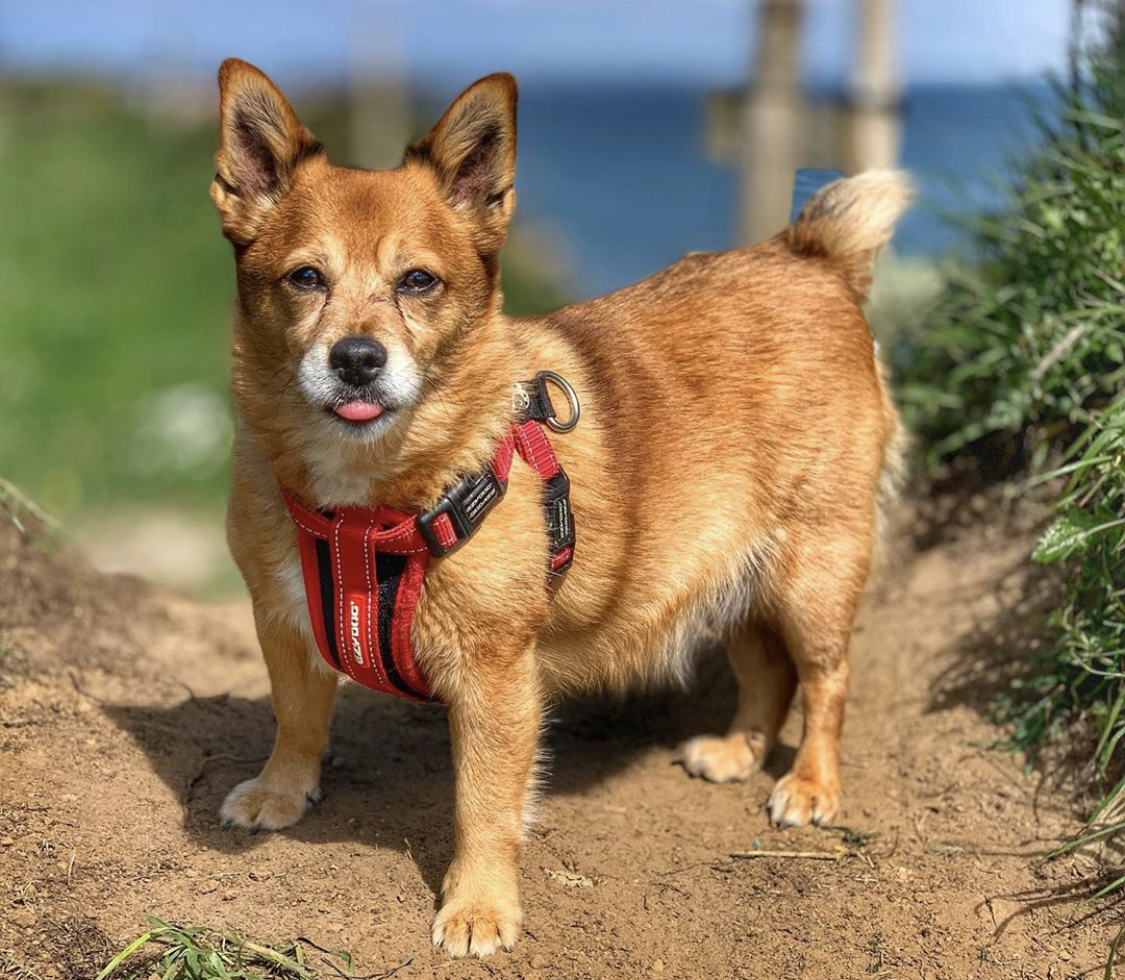 Jack Corgi standing on the ground with the view of the beach behind him