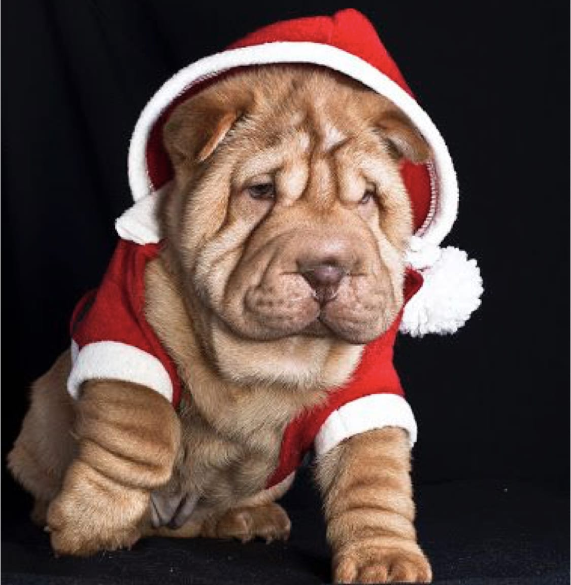 Shar Pei in santa costume in black isolated background