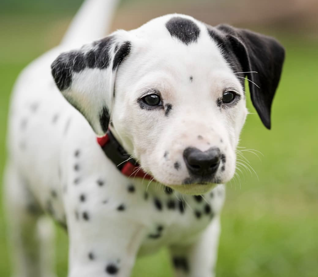 A Dalmatian puppy standing in the grass