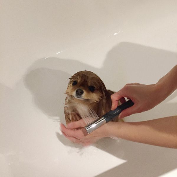 A Pomeranian being washed in the bathtub