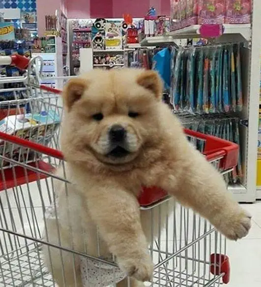 A Chow Chow puppy standing inside the push cart