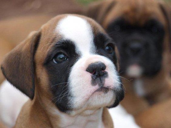 Boxer puppy's adorable face