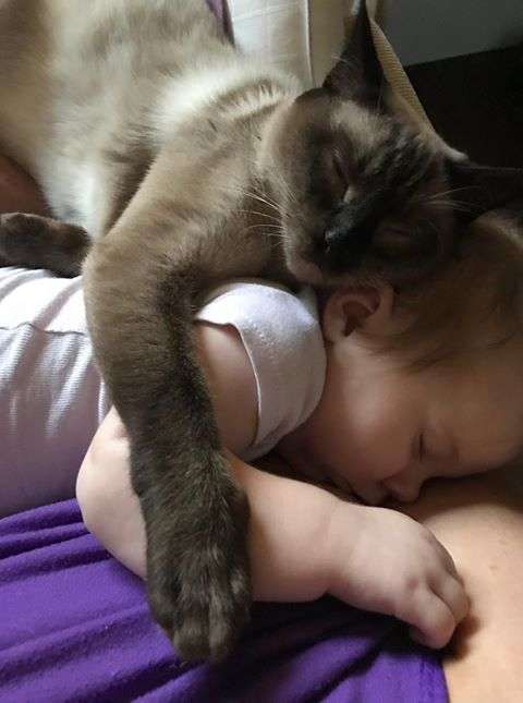 Siamese Cat hugging a kid while they are both sleeping