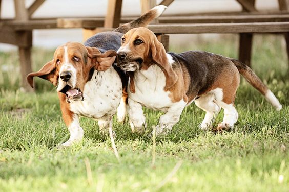 two Basset Hounds running outdoors