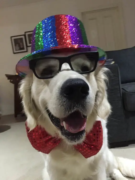 A Labrador wearing a colorful hat, eye glasses, and red ribbon tie sitting on the floor while smiling