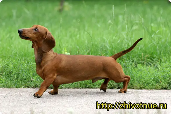 A brown Dachshund walking on the pavement in the yard