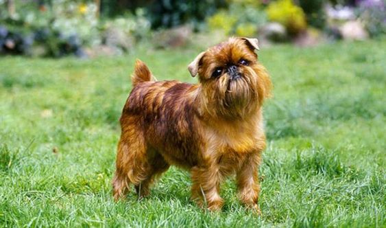 A Brussels Griffon standing in the yard