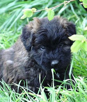 An Bouviers Des Flandres puppy lying on the grass in the garden