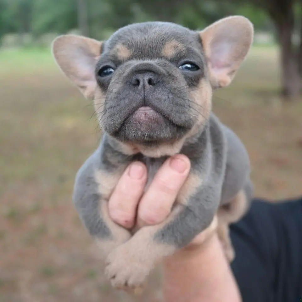 A French Bulldog puppy in the hand of a woman