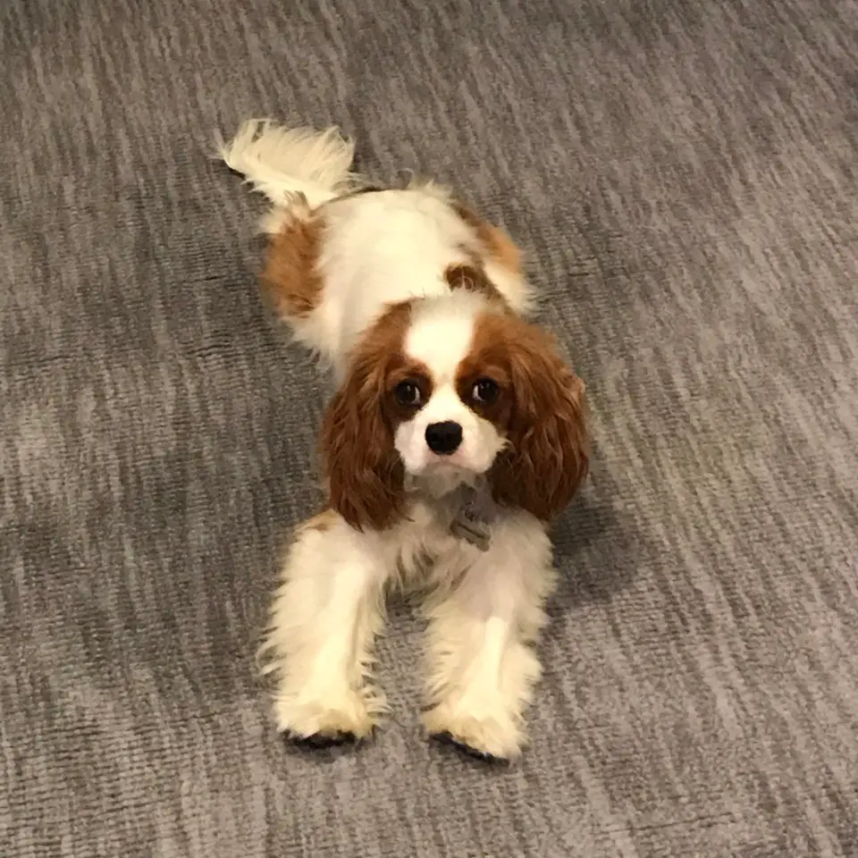 Cavalier King Charles Spaniel lying down on the floor with its hands stretched forward