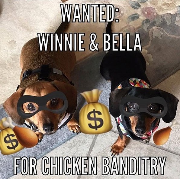 two Dachshunds edited with black eye mask, dollar bags and chicken legs photo with a text 