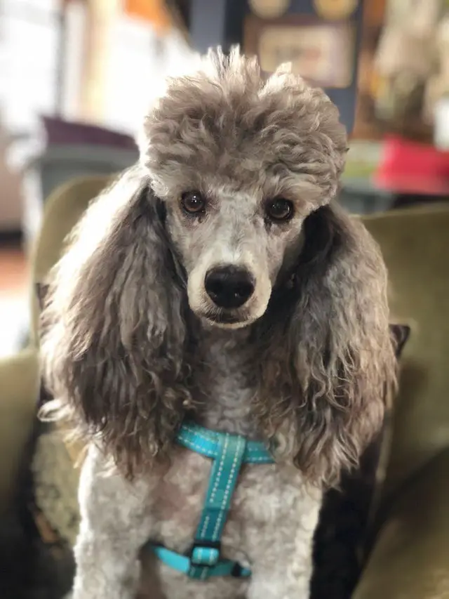 silver Poodle sitting on the chair