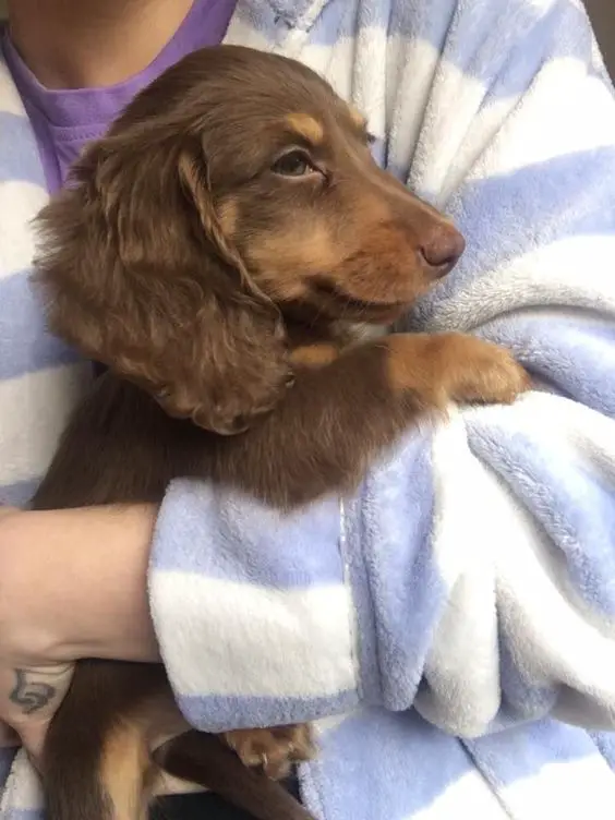 Dachshund in its owner's arms