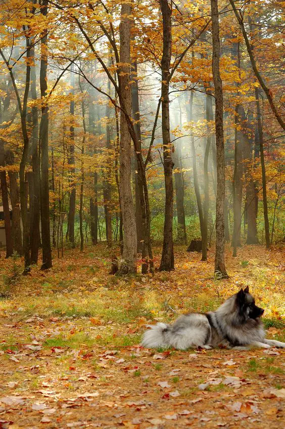 A Keeshonden lying in the middle of the forest in autumn