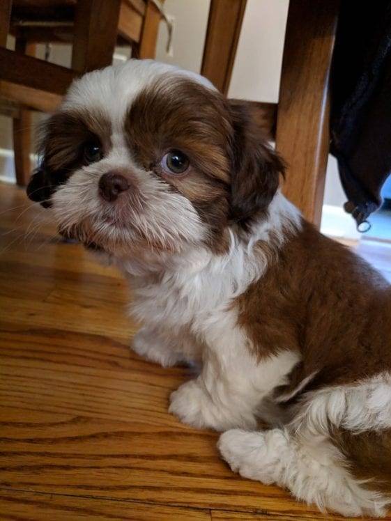 siting shih tzu puppy