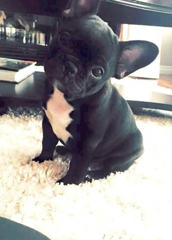 A French Bulldog puppy sitting on the carpet