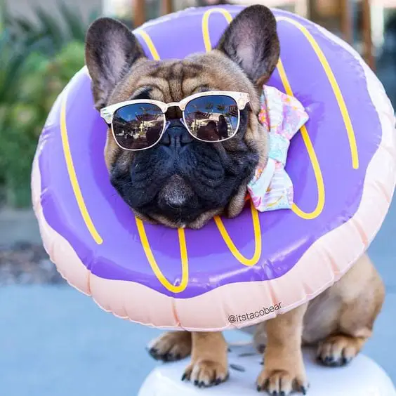 An French Bulldog with a donut floatie around its neck and sunglasses while sitting on top of the chair by the pool