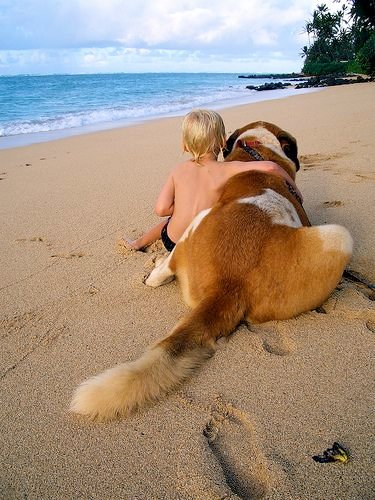 A Saint Bernard lying down on the sand at the beach while a boy is embracing him