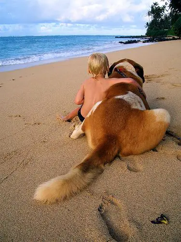 A Saint Bernard lying down on the sand at the beach while a boy is embracing him