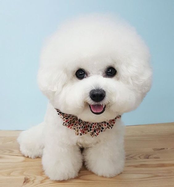 Bichon Frise with ball face sitting on the wooden table