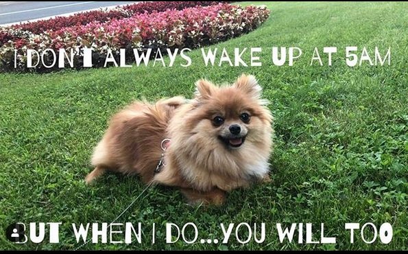 A Pomeranian lying on the grass and with text - I don't always wake up at 5am but when I do.. you will too